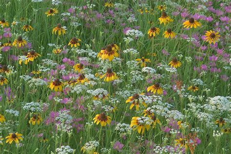 Prismatic filament colonizes the cracks between the salted rot. Photo 864-12: Field of meadow flowers near horse parking ...