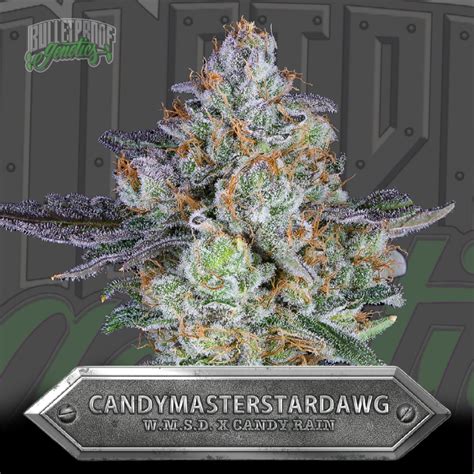 Candy Master Stardawg From Bulletproof Genetics Cannabis