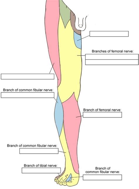 Cutaneous Nerves Of The Lower Limb Anterior Kwizmi Medical