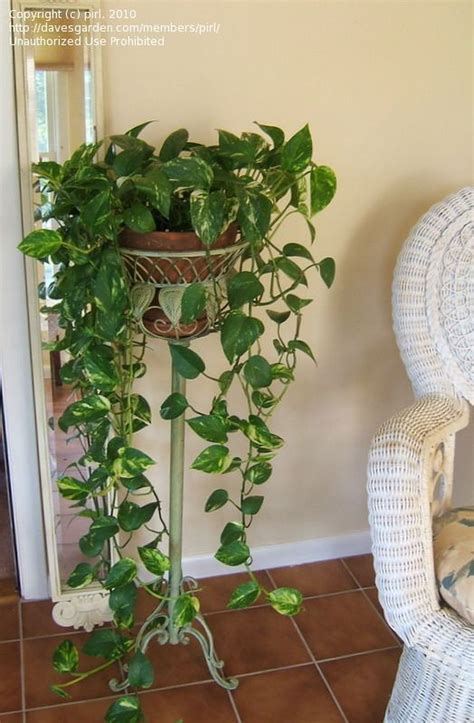 Cool Plant Stand Design Ideas For Indoor Houseplants Ecotek Green Living