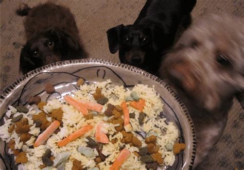 Maybe you would like to learn more about one of these? Bland Diet Recipes for Dogs With Upset Stomach | PetHelpful
