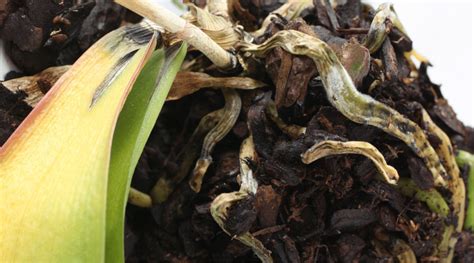 Although christmas cactus is easy to get along with and requires minimal care, it is susceptible to root rot. How to Fix Orchid Root Rot (Symptoms, Care, & More ...