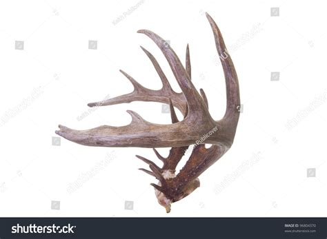 Large Set Whitetail Buck Antlers Side Stock Photo 96804370 Shutterstock