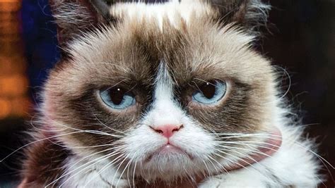 Internet Star Grumpy Cat Has Amassed 100 Million For Its Owner Since