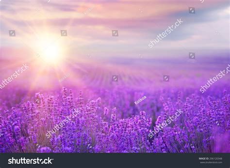 Sunset Over Violet Lavender Field Provence Stock Photo 296120348