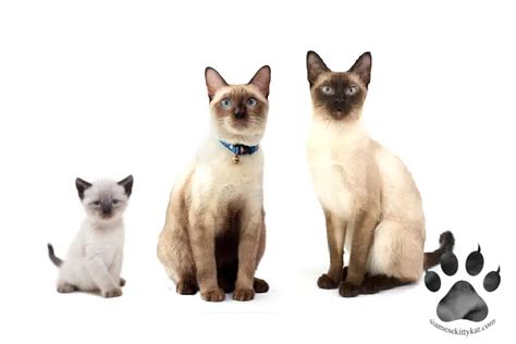 Siamese Cats Turn Black In The Cold Domainecooncatsny