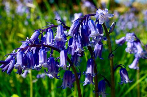 English Bluebell Bulbs Spring Flowering Garden Bulbs Plant With