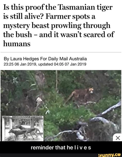 Is This Proof The Tasmanian Tiger Is Still Alive Farmer Spots A
