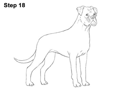 How To Draw A Boxer Dog