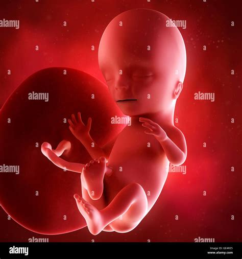Human Fetus Age 15 Weeks Illustration Stock Photo Alamy