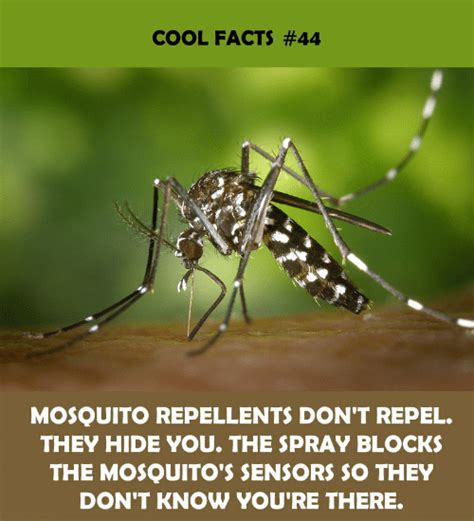 25 Best Memes About Mosquitos Mosquitos Memes