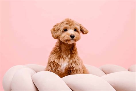 Brown Maltipoo Facts Traits Genetics And Faqs With Pictures