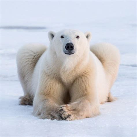 Big Polar Bear On Ice Rhardcoreaww
