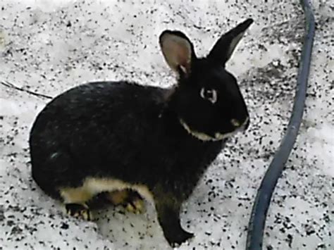 Silver Marten Rabbit Is This The Right Breed For You Rabbit Care Blog