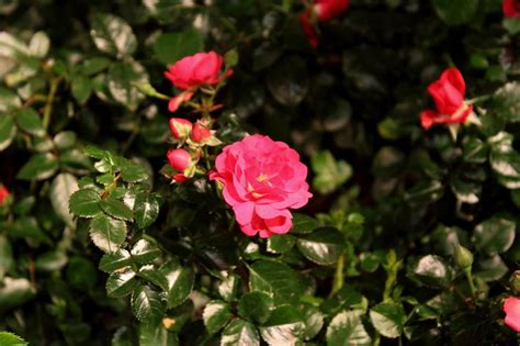 Maybe you would like to learn more about one of these? Rosier 'Flower Carpet' (Rosa 'Flower Carpet') : taille ...