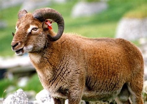 St Kildas Wild Sheep May Hold Secret To Pest Vaccine The Scotsman