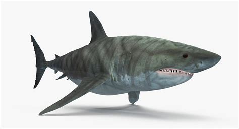 Like other sharks, they had streamlined yet powerful bodies built to efficiently cut through the water. carcharodon-megalodon-1 - 🦕Todo sobre el mundo de los ...