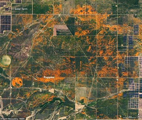 Nasa Shared Image Of Unexpected Superbloom Of Orange Poppies In