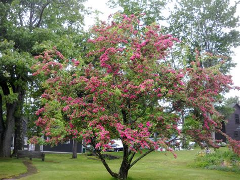 Arts Bayfield Almanac 62011 Some Spectaculr Flowering Trees