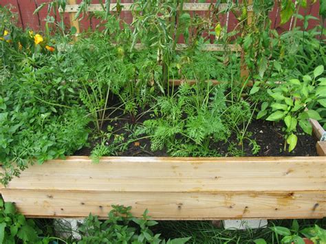 Why Build A Raised Bed Vegetable Garden
