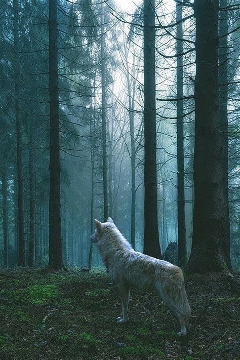 Pin By Luckytealeaf On ♡ Artistic Photography ♡ Wolf Dog Beautiful