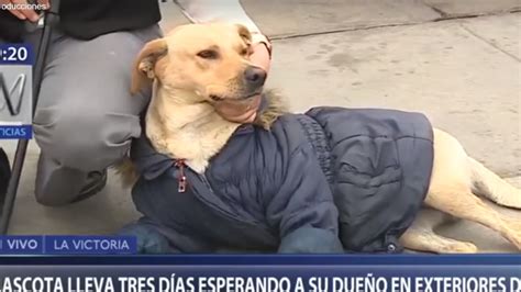 Perrito Espera A Su Dueño Internado Por Covid 19 En Puerta Del Hospital