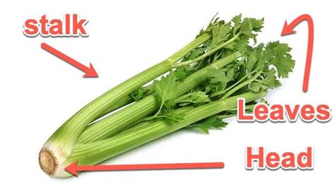 What deer eat in central united states. Can Pugs Eat Celery And Is It Actually Good For Them