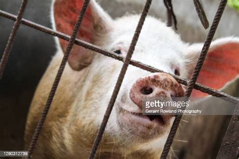 Fat Pigs Photos And Premium High Res Pictures Getty Images