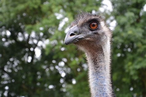 Bird Emu Ornithology Free Photo On Pixabay Pixabay