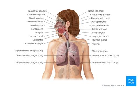The respiratory system is the group of organs responsible for carrying oxygen from the environment to the bloodstream and for expelling carbon dioxide. Human body systems: Overview, anatomy, functions | Kenhub