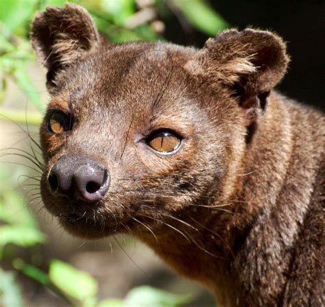 Pin By Bonnie Cook On Fearsome Fossa Animal Pictures Animals Wild