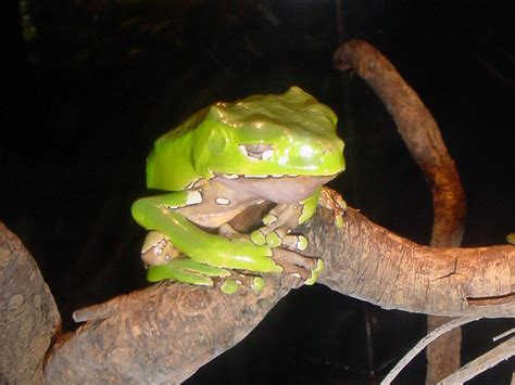 The Online Zoo Giant Waxy Monkey Tree Frog