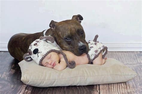 Baby And Pit Bull Animals Pinterest