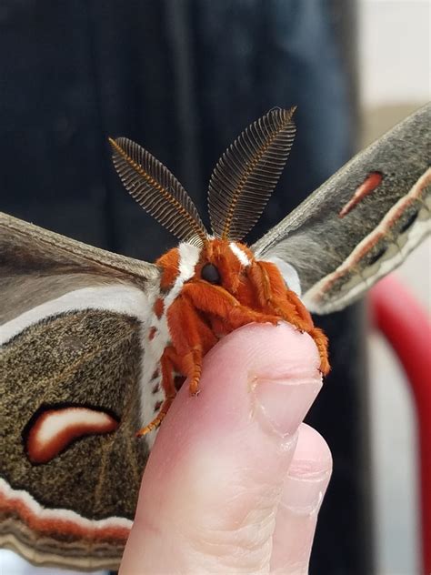 Our Biggest Moth The Cecropia Silk Moth