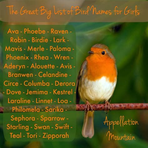 The Great Big List Of Bird Names For Girls Girl Names