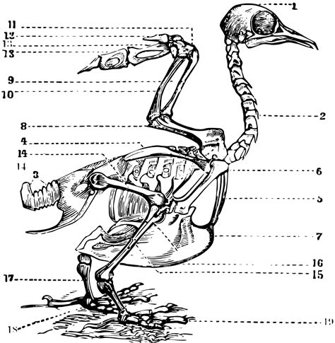 Bird Skeleton Vintage Illustration 13484142 Vector Art At Vecteezy