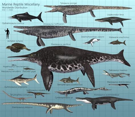 Image Result For Prehistoric Marine Life Extinct Animals Prehistoric
