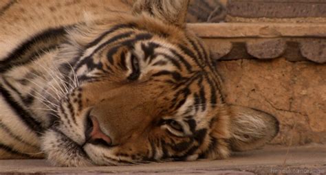 Гифки тигров зевающих спящих и других