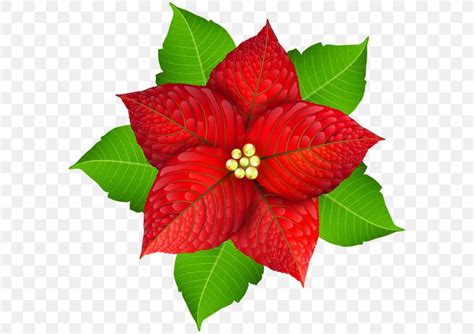 Poinsettia Christmas Flower Clip Art Png 600x579px Poinsettia