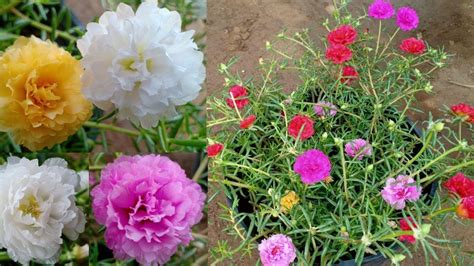 What he (to do) ten years ago? 10 O'clock Flower / Growing 10 O'clock flower plant by Ny ...