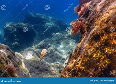 Puffer Fish Swimming Near Reef Underwater Stock Photo Image Of