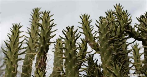 How to propagate lemon verbena. Eve's Needle Cactus: Growing The Austrocylindropuntia Subulata