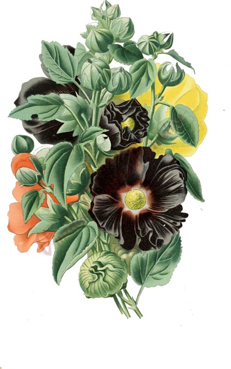 Looking for floral botanical prints. Antique Botanical Illustration Flower Digital Download ...