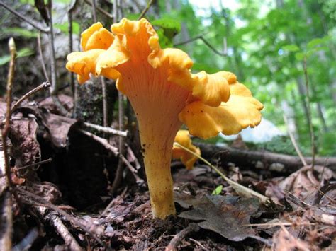 Best 25 Edible Wild Mushrooms Ideas On Pinterest Wild