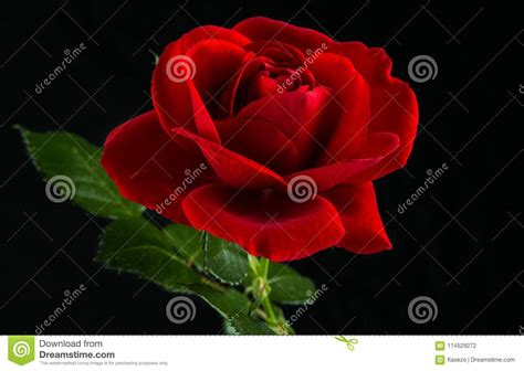Red Rose In Close Up View Stock Photo Image Of Pattern