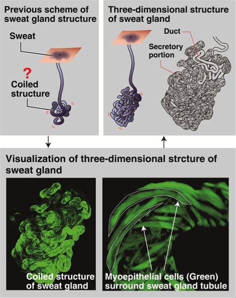 Detailed Structure Of The Sweat Gland Reveale Eurekalert