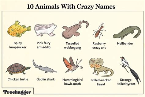 20 Animals With Ridiculously Funny Names