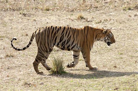 Indias Hidden Tiger Poachers — Remembering Kim Wall