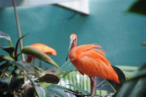 Scarlet Ibis Zoochat