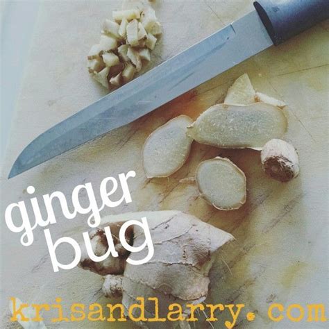 How To Make A Ginger Bug Ginger Bug Ginger Roots Ginger